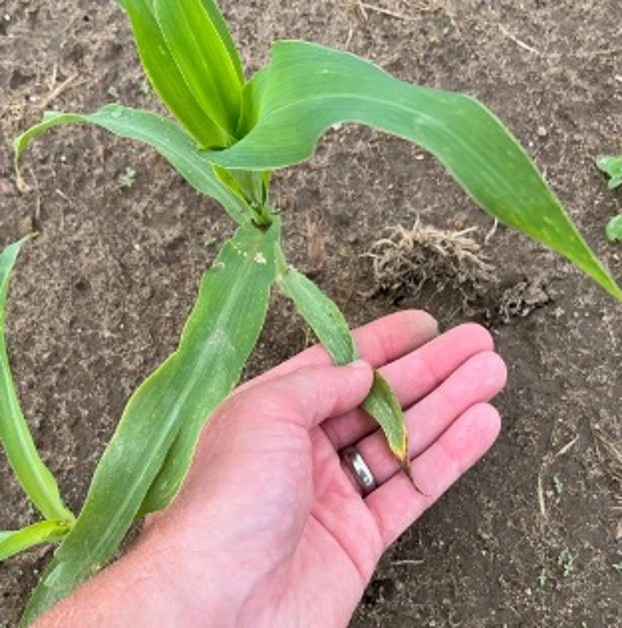 Moisture stress on young sweet corn.